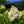 Load image into Gallery viewer, Invincibelle Spirit Smooth Hydrangea