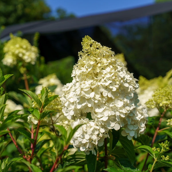 Invincibelle Spirit Smooth Hydrangea