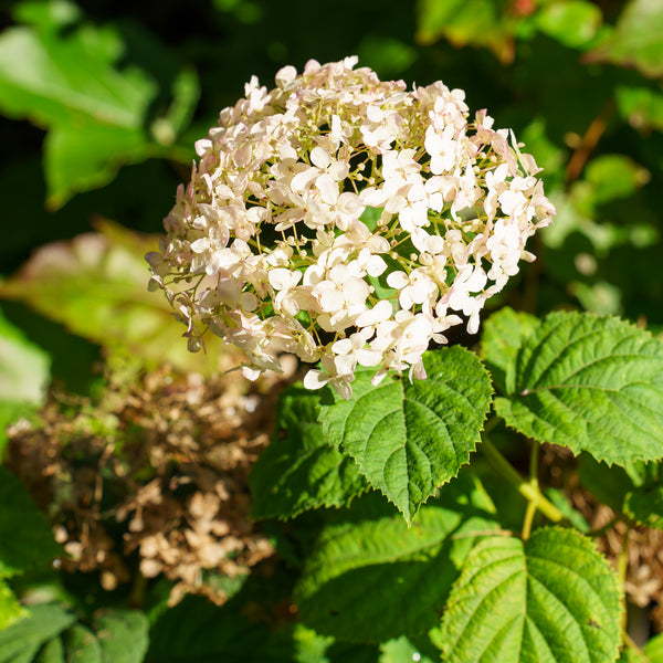Invincibelle Wee White Smooth Hydrangea