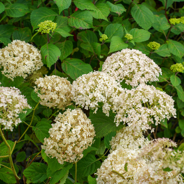 Invincibelle Wee White Smooth Hydrangea