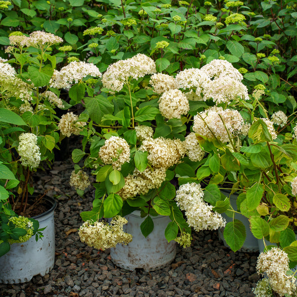 Invincibelle Wee White Smooth Hydrangea