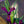 Load image into Gallery viewer, Iris