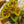 Load image into Gallery viewer, Iron Cross Begonia