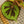 Load image into Gallery viewer, Iron Cross Begonia