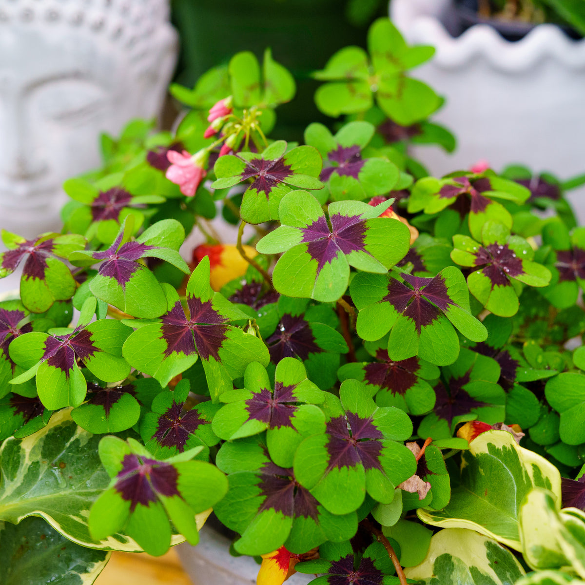 Iron Cross Shamrock – Plant Detectives