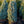 Load image into Gallery viewer, Iseli Fastigiate Colorado Spruce
