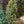 Load image into Gallery viewer, Iseli Fastigiate Colorado Spruce