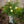 Load image into Gallery viewer, Itsy Bitsy Peach Miniature Rose