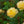 Load image into Gallery viewer, Itsy Bitsy Peach Miniature Rose