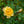 Load image into Gallery viewer, Itsy Bitsy Peach Miniature Rose