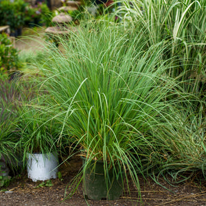 Pumila Pampas Grass