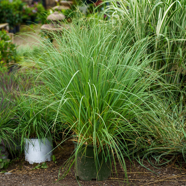Pumila Pampas Grass