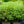 Load image into Gallery viewer, Ivory Halo Dogwood - Dogwood - Flowering Trees