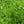 Load image into Gallery viewer, Ivory Halo Dogwood - Dogwood - Flowering Trees