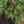 Load image into Gallery viewer, Ivory Halo Dogwood