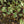 Load image into Gallery viewer, Ivory Halo Dogwood