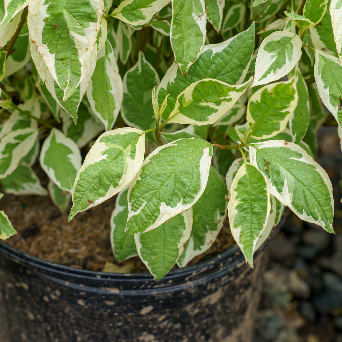 ivory house plant Ivory Halo Dogwood – Plant Detectives