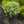 Load image into Gallery viewer, Ivory Halo Dogwood