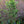 Load image into Gallery viewer, Ivory Silk Lilac Tree - Other Flowering Trees - Flowering Trees