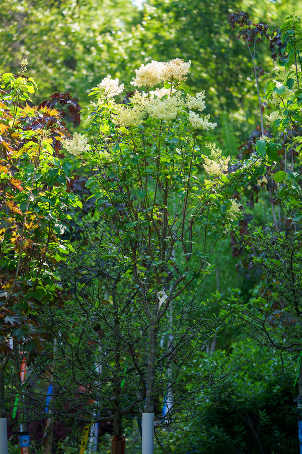 Ivory Silk Japanese Lilac Tree
