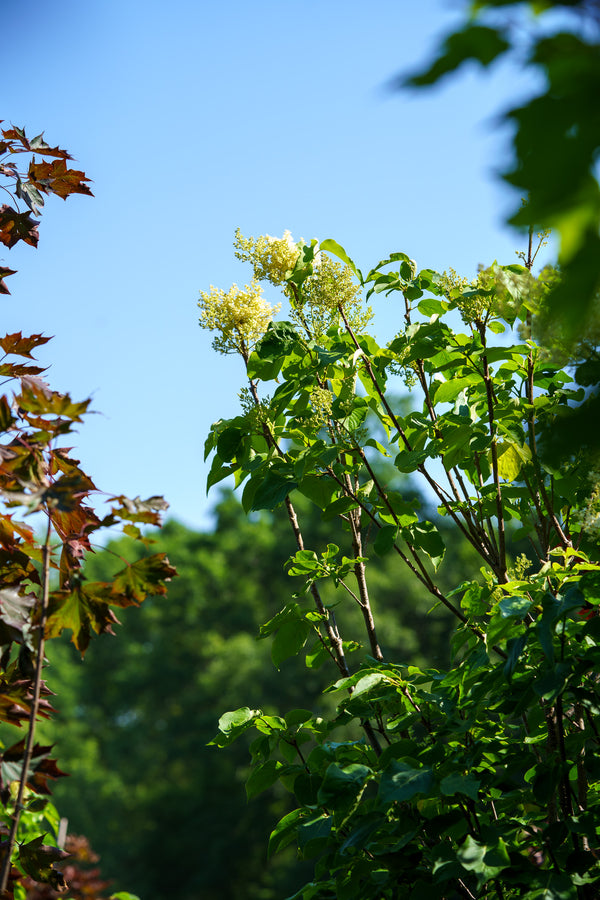 Ivory Silk Japanese Lilac Tree