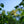 Load image into Gallery viewer, Ivory Silk Lilac Tree - Other Flowering Trees - Flowering Trees