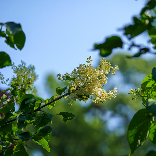 Ivory Silk Japanese Lilac Tree