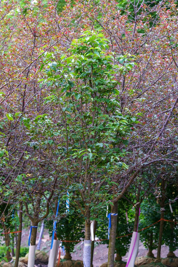 Ivory Silk Japanese Lilac Tree