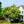 Load image into Gallery viewer, Ivory Silk Japanese Lilac Tree