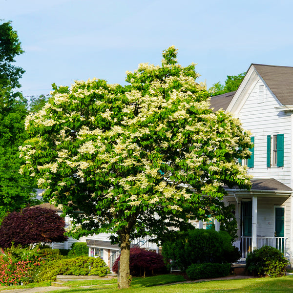 Ivory Silk Japanese Lilac Tree