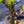 Load image into Gallery viewer, Ivory Silk Japanese Lilac Tree