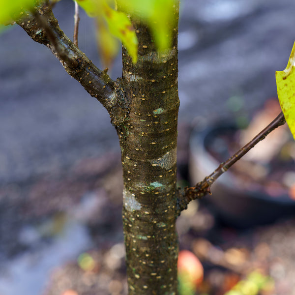 Ivory Silk Japanese Lilac Tree