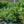 Load image into Gallery viewer, Jade Enchantress Cherry Laurel - Cherry Laurel - Shrubs