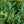Load image into Gallery viewer, Jade Enchantress Cherry Laurel - Cherry Laurel - Shrubs