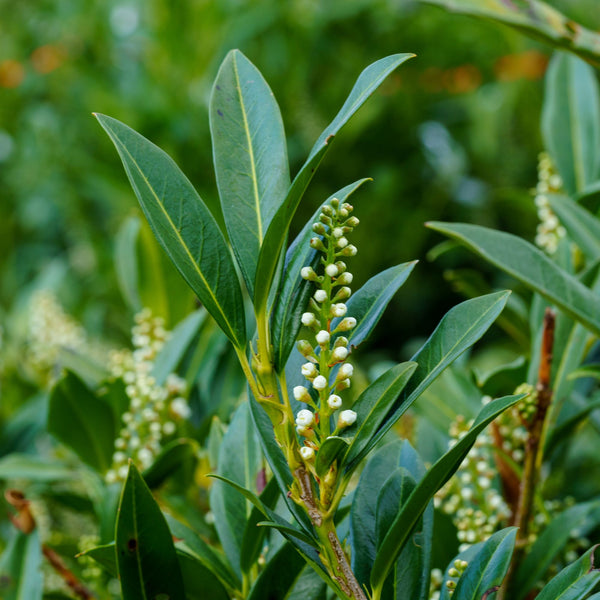 Jade Enchantress Cherry Laurel - Cherry Laurel - Shrubs