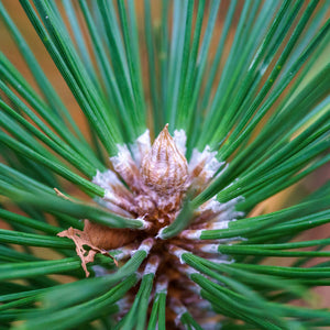Japanese Black Pine - Pine - Conifers