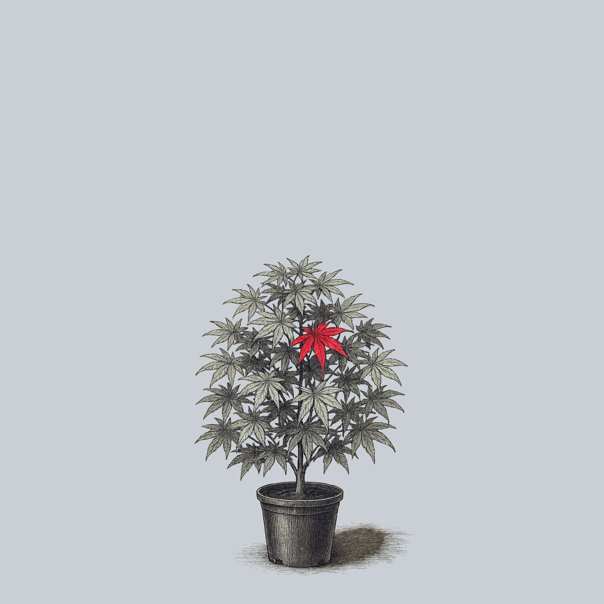 Jim's Memory Japanese Maple – Plant Detectives