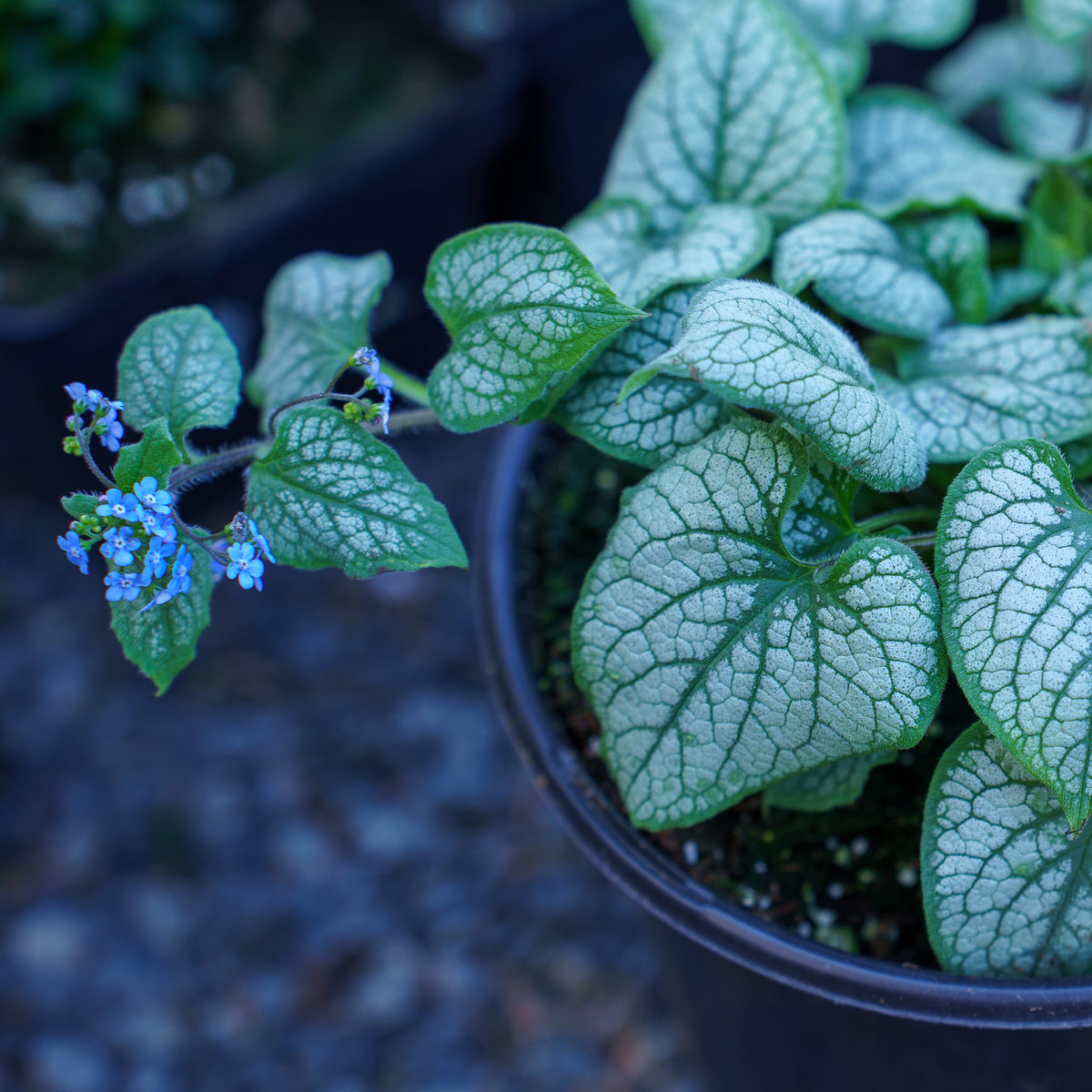 Jack Frost Brunnera – Plant Detectives