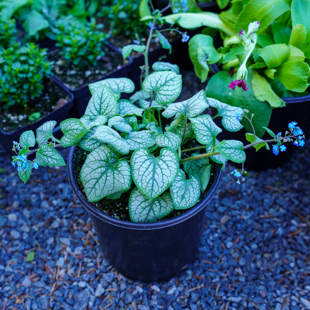 Jack Frost Brunnera – Plant Detectives