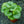 Load image into Gallery viewer, Jack Frost Brunnera