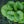 Load image into Gallery viewer, Jack Frost Brunnera