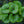 Load image into Gallery viewer, Jack Frost Brunnera