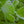 Load image into Gallery viewer, Jade Butterfly Ginkgo