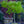 Load image into Gallery viewer, Jade Butterfly Ginkgo