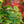 Load image into Gallery viewer, Jade Butterfly Ginkgo