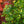 Load image into Gallery viewer, Jade Butterfly Ginkgo