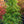 Load image into Gallery viewer, Jade Butterfly Ginkgo