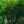 Load image into Gallery viewer, James MacFarlane Lilac - Lilac - Shrubs