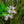 Load image into Gallery viewer, James MacFarlane Lilac - Lilac - Shrubs