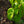 Load image into Gallery viewer, James MacFarlane Lilac